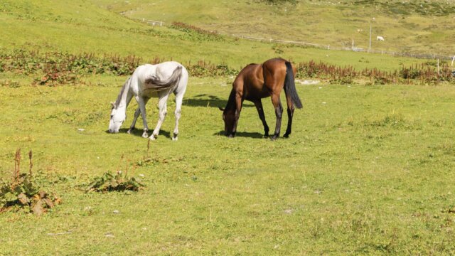 Reiten