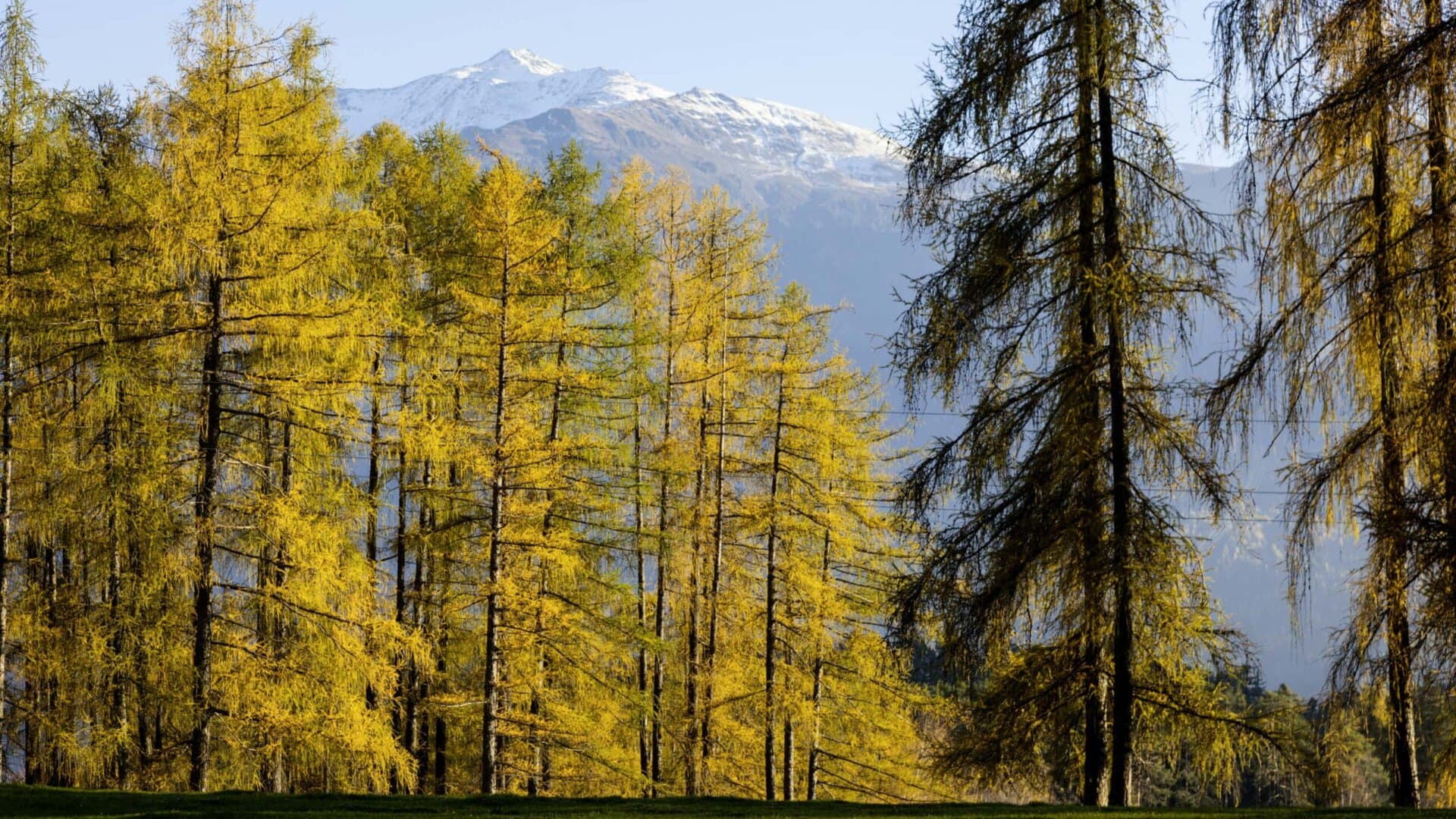 Herbstliche Landschaft mit Bäumen und Schneebergen.