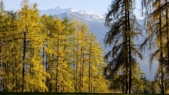 Herbstliche Landschaft mit Bäumen und Schneebergen.